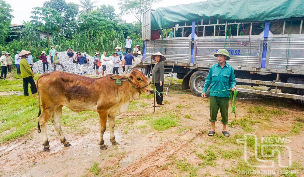 40 hộ nghèo, cận nghèo, mới thoát nghèo được nhận bò giống
