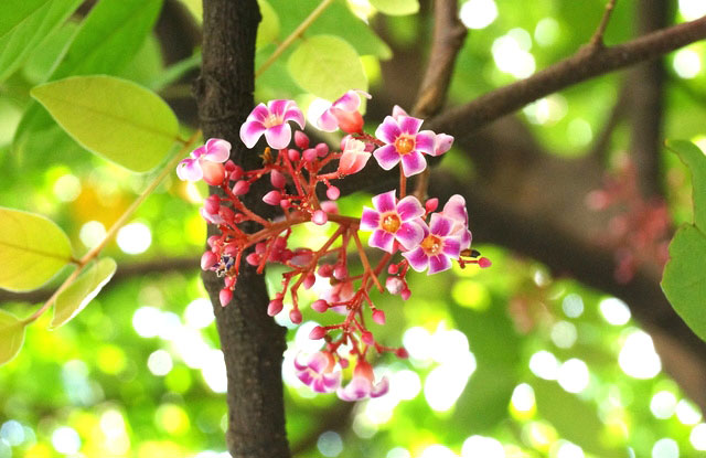 Mùa hoa khế