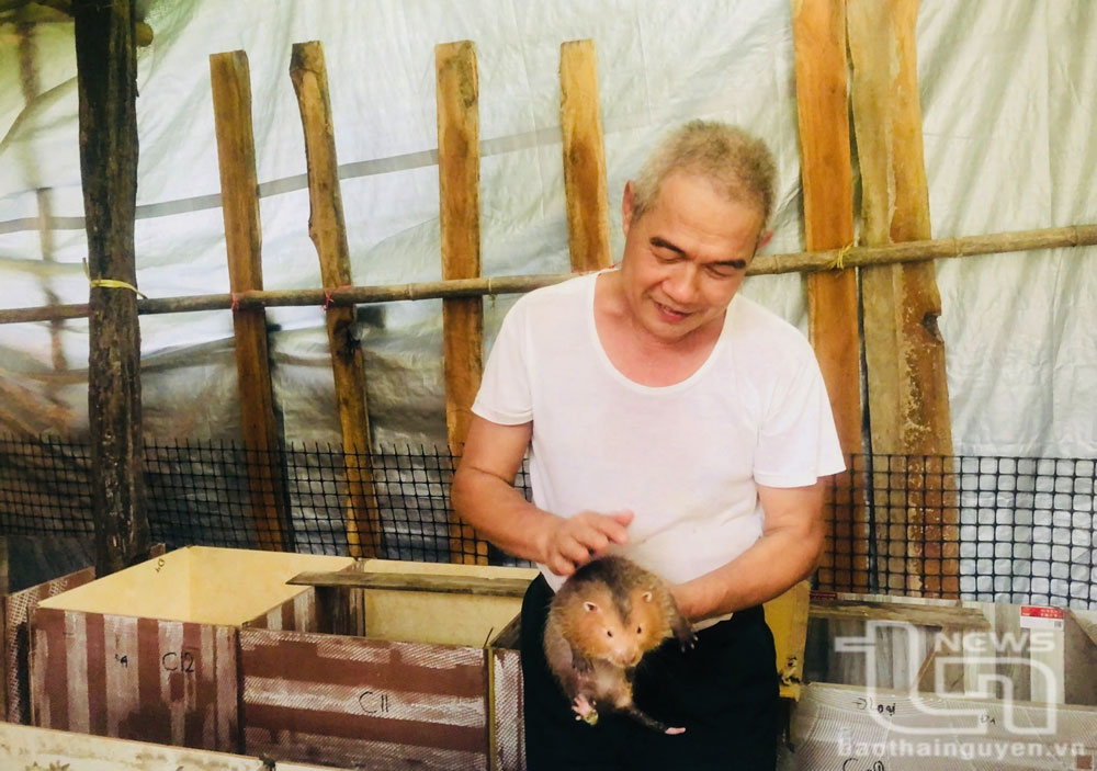 Ông Ma Công Sự chăm sóc dúi.