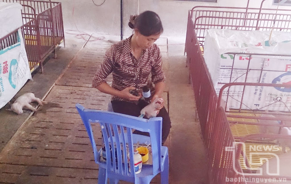 Ngăn chặn dịch tả lợn châu Phi quay trở lại