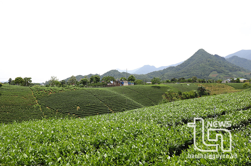 Anh có về xứ Thái với em không?