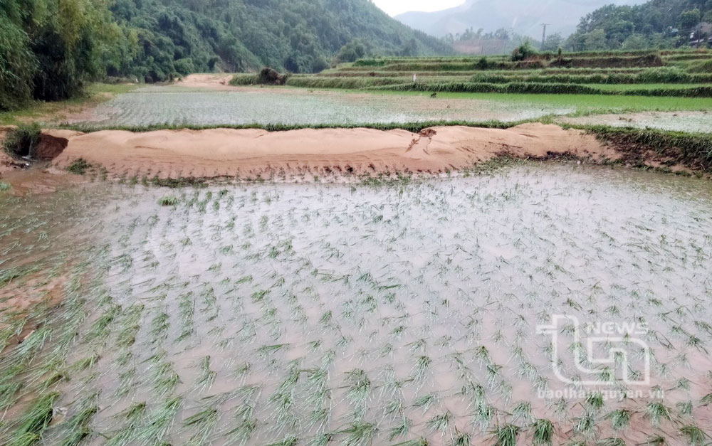 Huyện Phú Lương có 148ha lúa bị ngập úng.