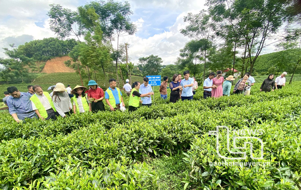 Quản lý sức khỏe cây trồng tổng hợp trên cây chè