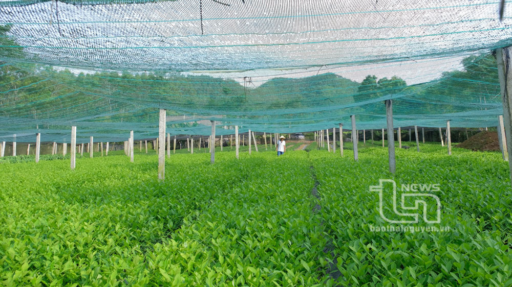 Chè giống của tỉnh Thái Nguyên được xuất bán đến nhiều tỉnh, thành phố trên cả nước. Trong ảnh: Vườn ươm chè giống của HTX dịch vụ nông nghiệp Ngọc Anh xã Yên Lạc (Phú Lương).