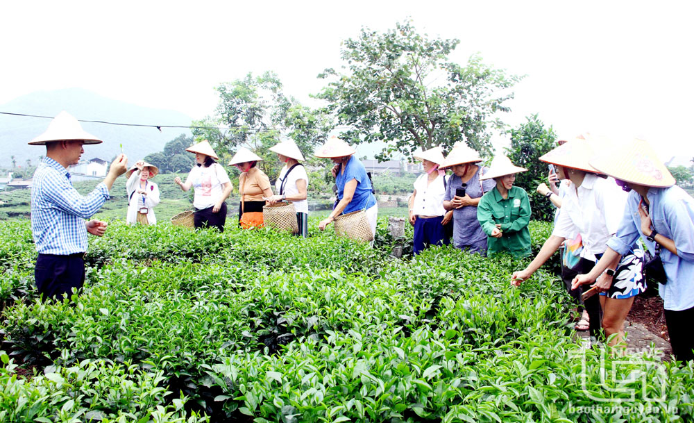 Gắn kết phát triển du lịch với nông nghiệp, nông thôn