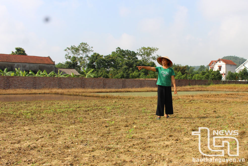 Hơn 4.000m2 lúa, hoa màu gia đình bà Chử Thị Hường gieo cấy trên diện tích đang xảy ra tranh chấp bị cháy khô và chết, hiện chỉ còn bãi đất trống.