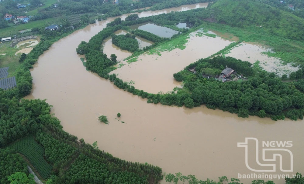 Nước sông Công dâng cao khiến nhiều diện tích lúa, hoa màu trên địa bàn TP. Sông Công bị ngập.