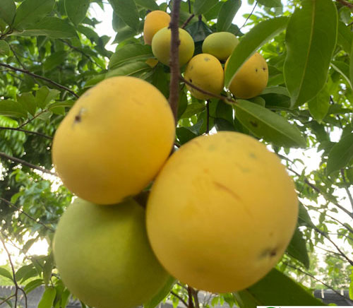 Mùi hương cổ tích