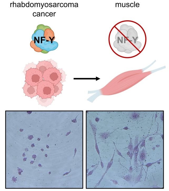 Một sơ đồ minh họa sự chuyển đổi từ ung thư rhabdomyosarcoma sang tế bào cơ. Ảnh: Phòng thí nghiệm Cold Spring Harbor
