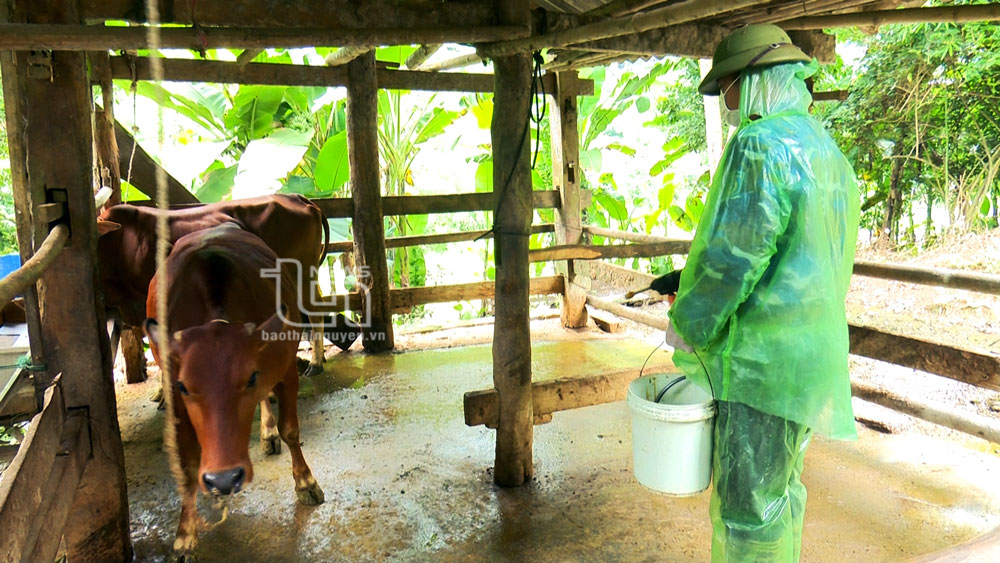 Ngăn chặn sớm dịch bệnh viêm da nổi cục