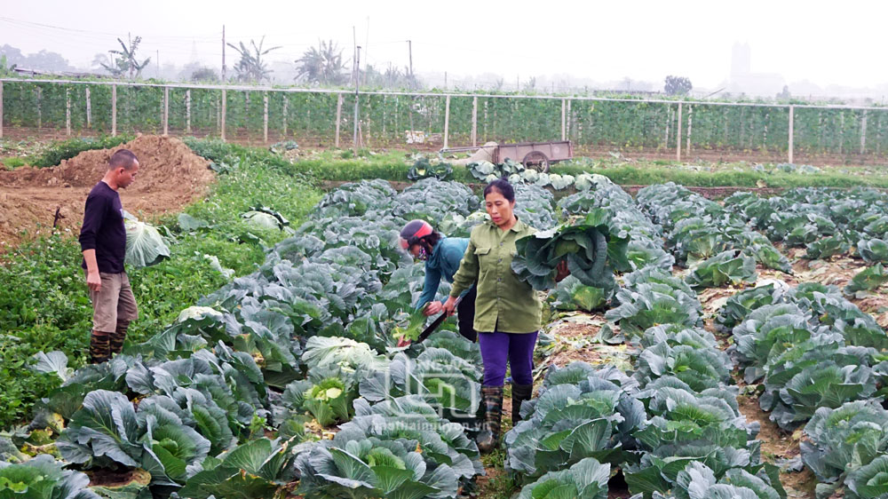 Nông dân Thái Nguyên hối hả luân canh gối vụ 