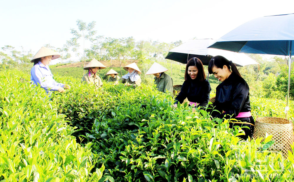 Hỗ trợ đất đai cho đồng bào dân tộc thiểu số: Phù hợp với điều kiện thực tế