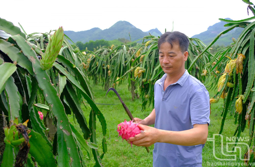 Những “đầu tàu” kinh tế ở Hợp Nhất