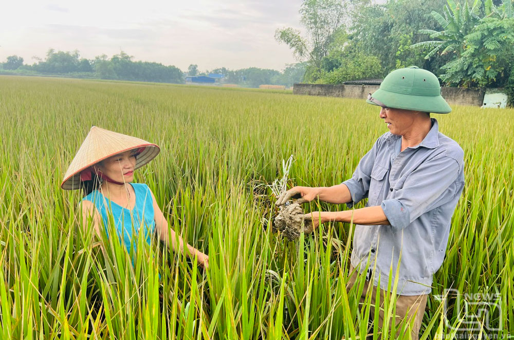 Để ruộng đồng xanh trở lại