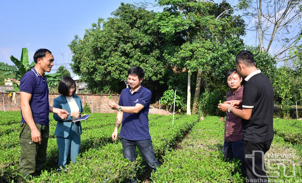 Quản lý nhãn hiệu tập thể - Nâng tầm giá trị “Chè Thái Nguyên” (bài 3): Làm gì để phát triển nhãn hiệu tập thể “Chè Thái Nguyên”?