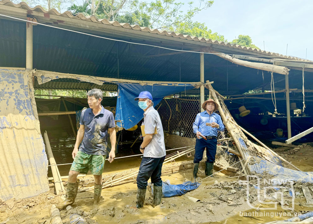 Khắc phục hậu quả mưa lũ, nhanh chóng tái đàn vật nuôi