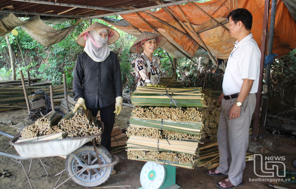 Cơ sở sản xuất tăm hương của gia đình ông Triệu Tiến Học, dân tộc Dao, ở xóm Mỏ Sắt, xã Hợp Tiến (Đồng Hỷ) duy trì sản xuất ổn định, bảo đảm việc làm thường xuyên cho 12 lao động nữ tại địa phương, với mức thu nhập hàng tháng từ 4,5-5 triệu đồng/người.