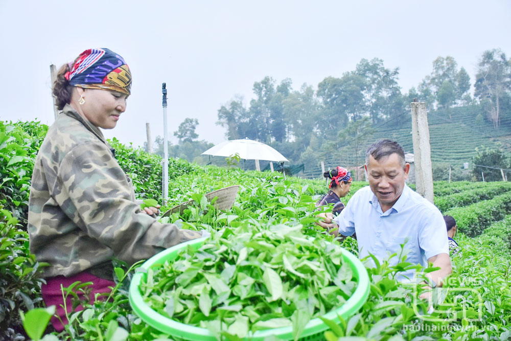 Quản lý nhãn hiệu tập thể - Nâng tầm giá trị “Chè Thái Nguyên” (bài 1): Nhân tố quan trọng phát triển thương hiệu