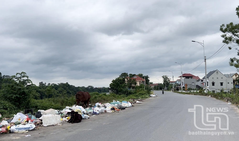 Ngổn ngang rác trên đường đê Chã