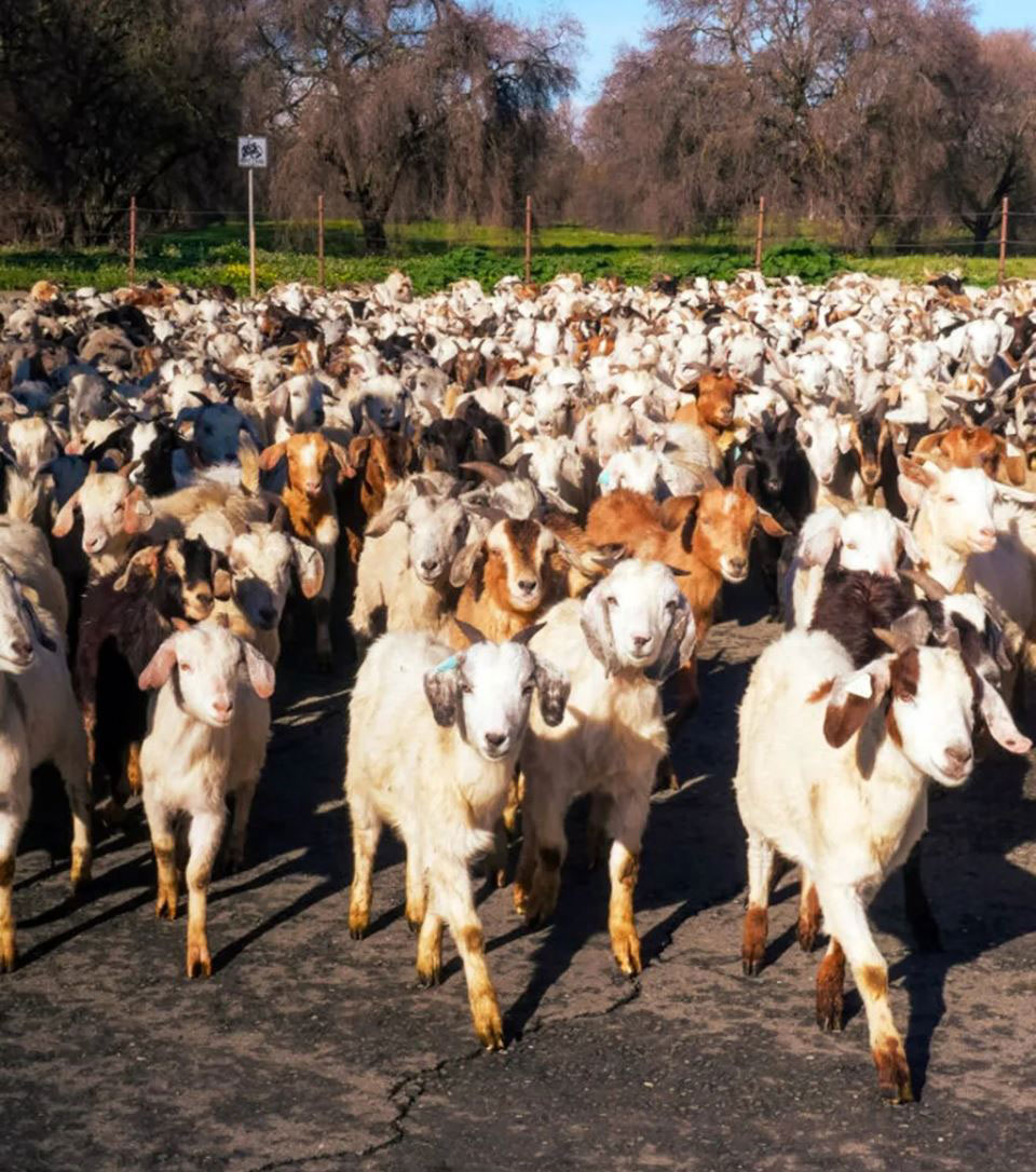 Cứ hai năm một lần, đàn dê đến Tây Sacramento để dọn sạch bụi cây có nguy cơ gây hỏa hoạn. Ảnh: BBC