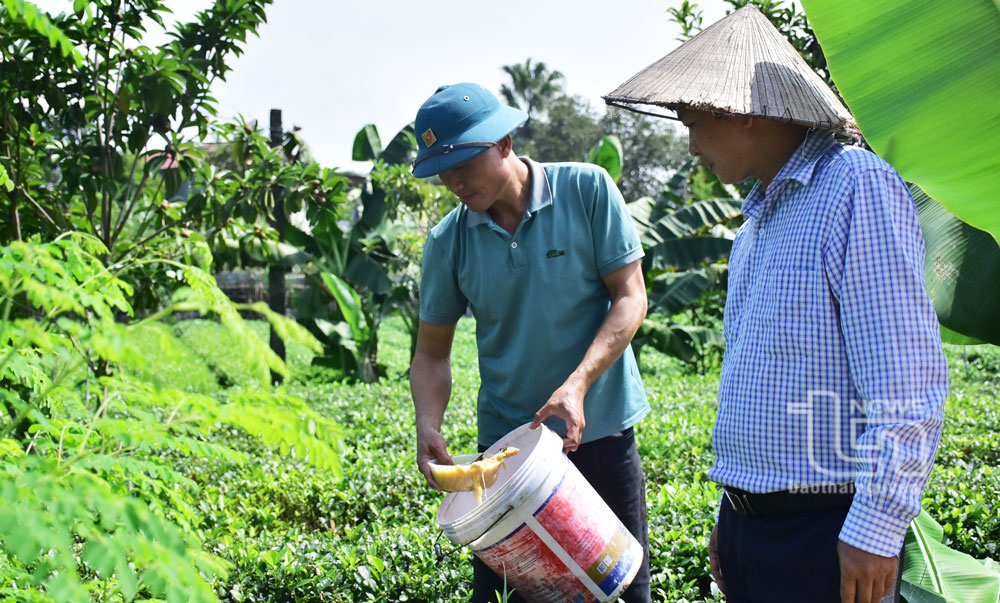 Nâng cao chất lượng nông sản an toàn từ kinh tế hộ