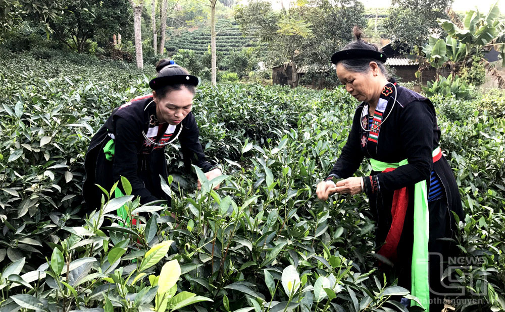 Hiệu quả công tác dân vận ở vùng đồng bào dân tộc thiểu số huyện Đại Từ