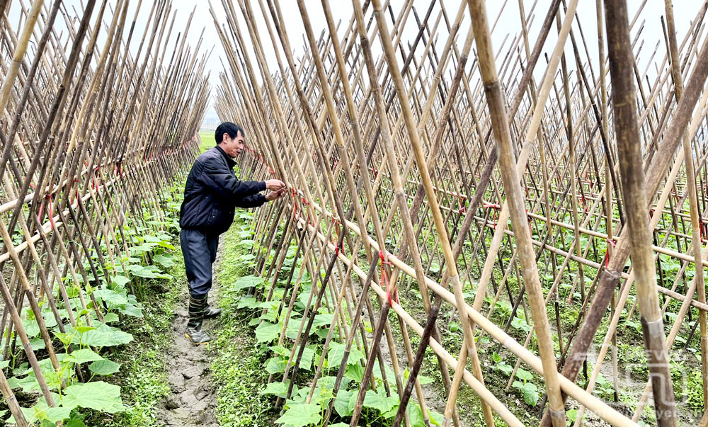 Xanh đồng Bản Ngoại