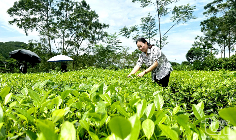 Phát huy hiệu quả quỹ tín dụng nhân dân