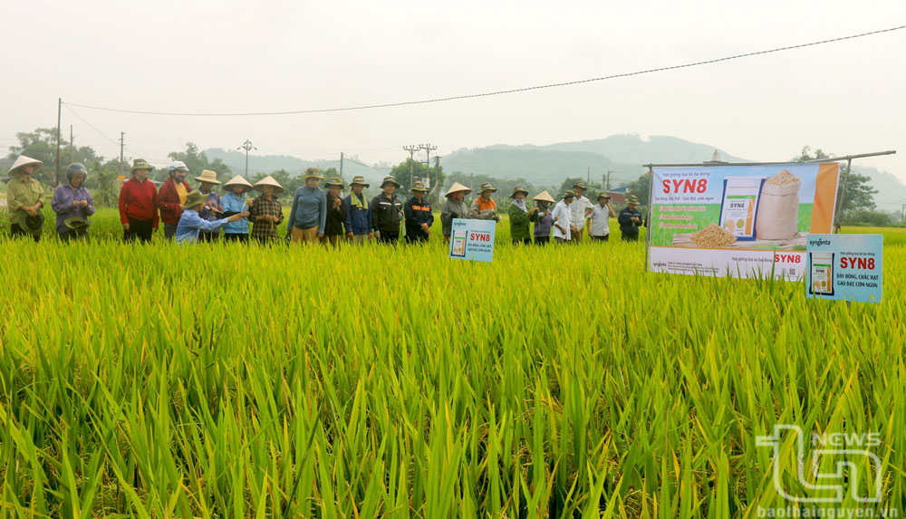 Sản xuất lúa tập trung gắn với tiêu thụ sản phẩm