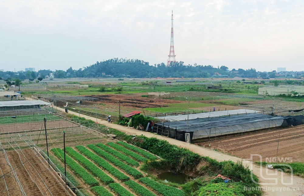 Màu xanh trở lại nơi vựa rau Túc Duyên
