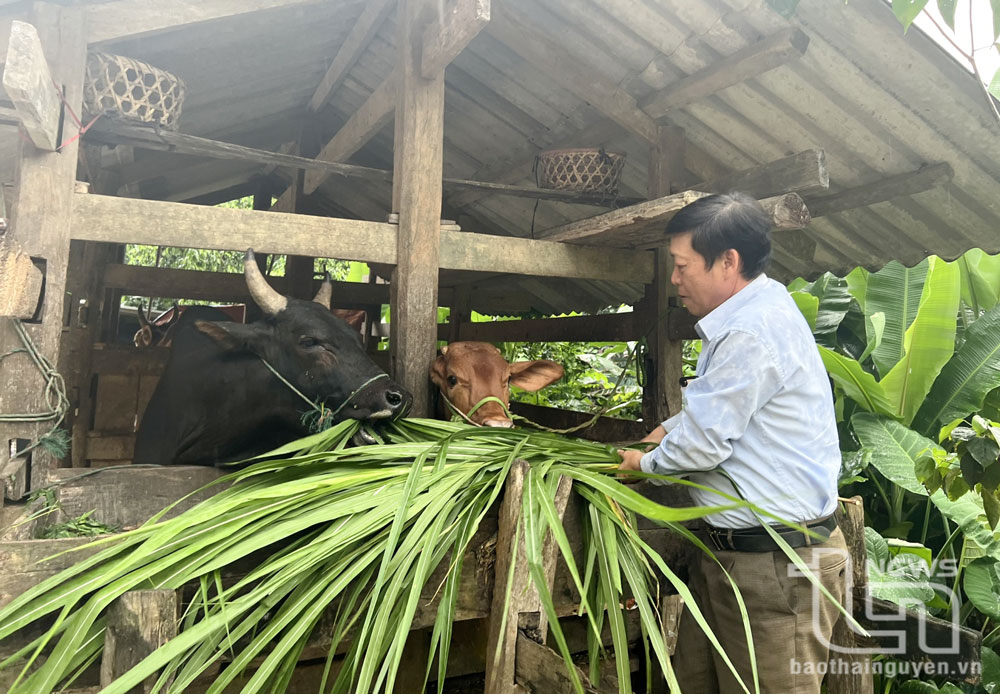 Ông Trần Văn Hồ, Phó Bí thư Chi bộ, Trưởng xóm Lân Quan, xã Tân Long (Đồng Hỷ) là người uy tín, tích cực đi đầu trong mọi phong trào và luôn quan tâm đến đời sống của đồng bào người Mông ở địa phương.