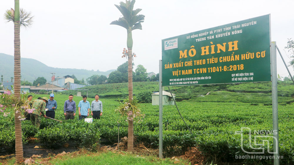 Thử nghiệm chế phẩm sinh học trong sản xuất chè hữu cơ