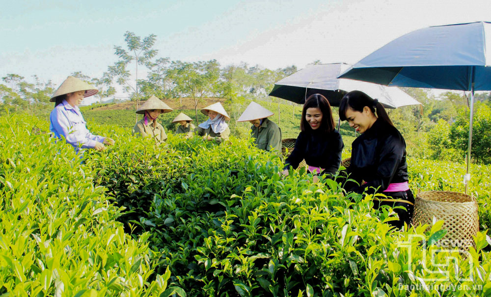 Phú Đình nỗ lực "về đích" nông thôn mới nâng cao