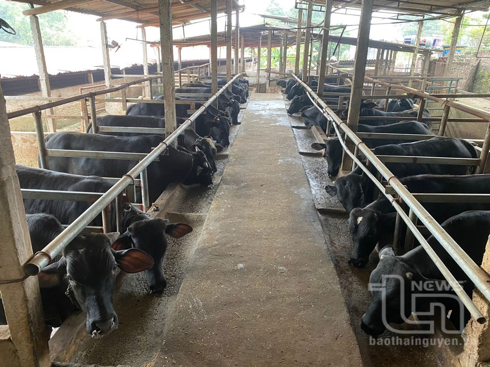 Thái Nguyên: Sản lượng chăn nuôi đạt trên 168 nghìn tấn