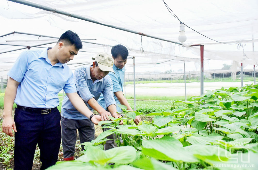 Phổ Yên tạo “đòn bẩy” phát triển nông nghiệp