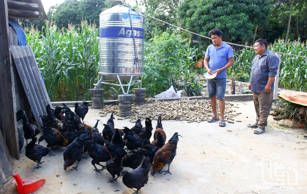 Chăn nuôi gà H’mông an toàn sinh học thu lãi khá cao