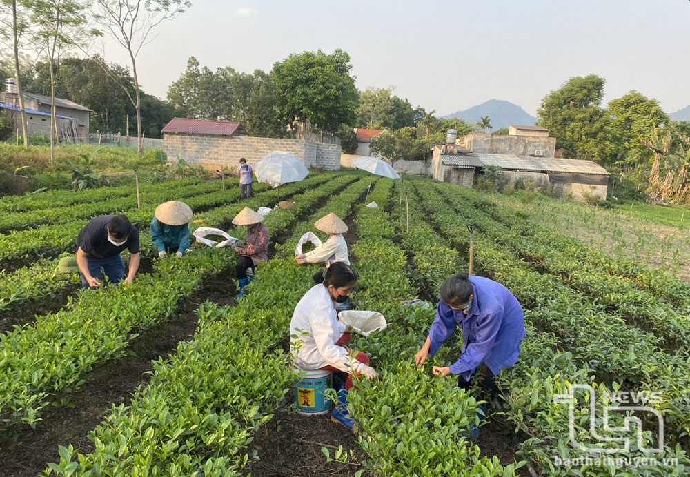 Nhờ nguồn vay của NHCSXH, nhiều người dân xã Minh Lập (Đồng Hỷ) có thêm điều kiện đầu tư sản xuất, tăng thu nhập.