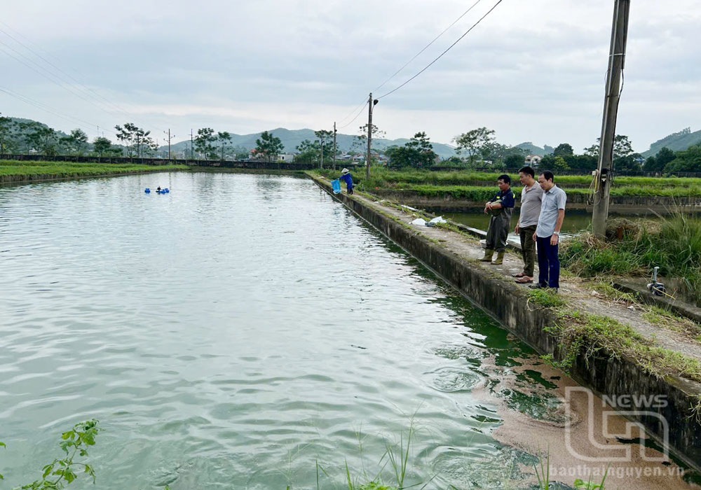 Từ việc cơ cấu lại các lĩnh vực trong sản xuất nông nghiệp, chăn nuôi thủy sản trên địa bàn tỉnh ngày càng được quan tâm và đạt hiệu quả cao hơn. 9 tháng năm 2024, sản lượng thủy sản trong toàn tỉnh ước đạt 11.800 nghìn tấn.