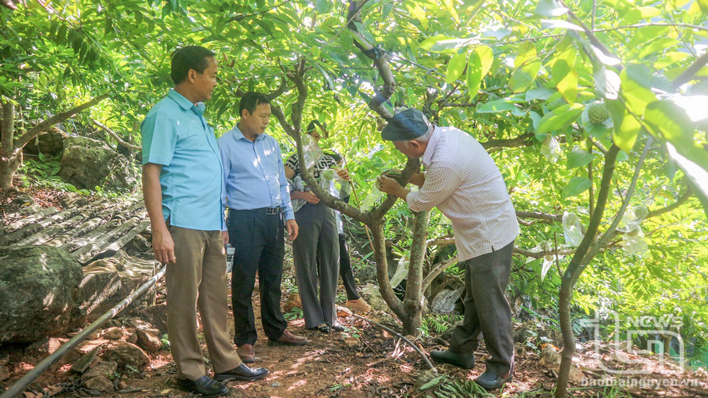 Thâm canh na rải vụ cho thu lãi gần 328 triệu đồng