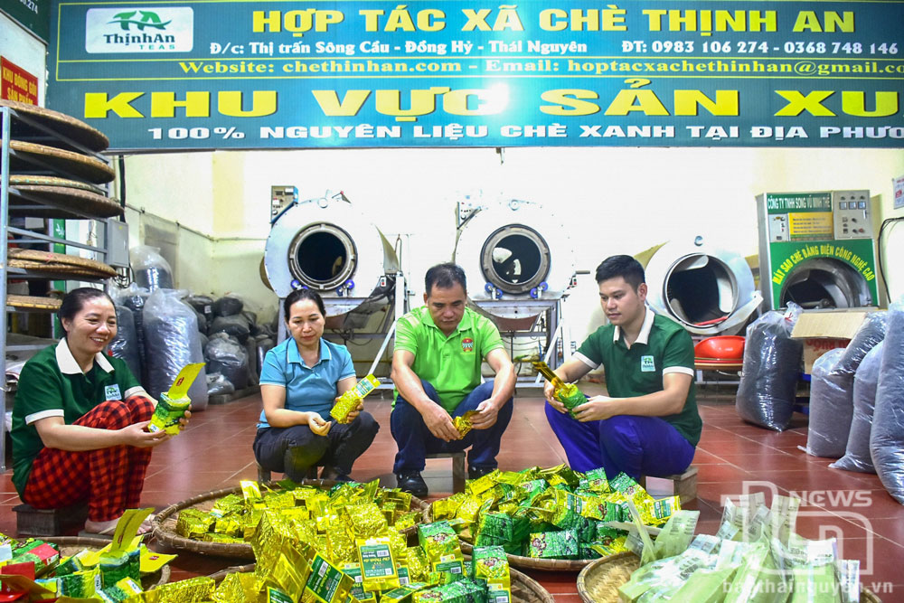 HTX chè Thịnh An ở thị trấn Sông Cầu (Đồng Hỷ) đang liên kết với 70 thành viên để tạo vùng nguyên liệu rộng 150ha, mỗi năm xuất bán ra thị trường 150 tấn chè búp khô. Ảnh: T.L