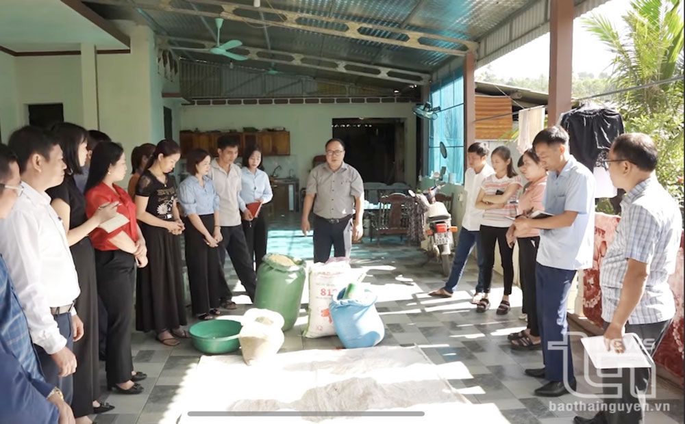 Thử nghiệm mô hình nuôi lợn có bổ sung bột lá chè xanh tại Đại Từ