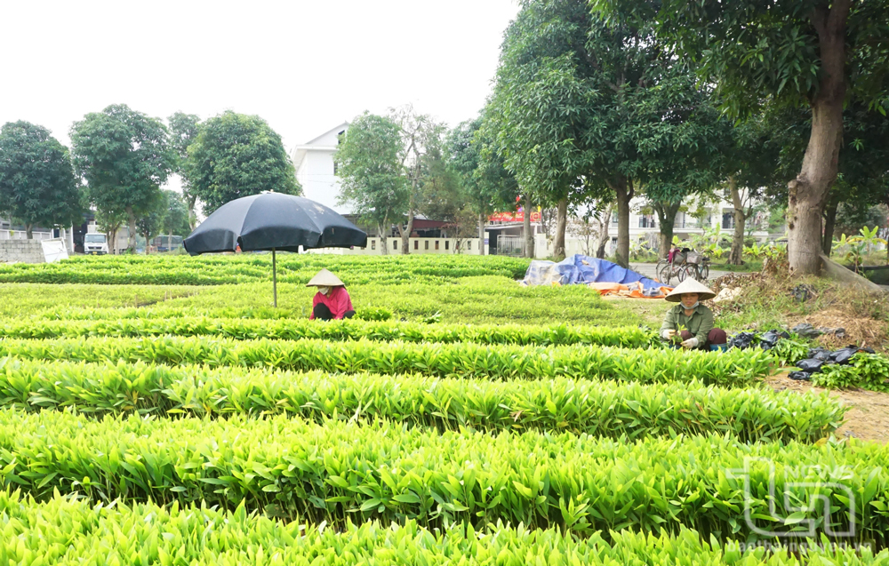 Trồng rừng tập trung vượt 25,8% kế hoạch