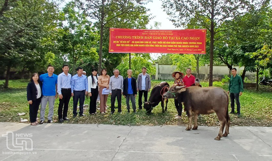 Bàn giao 78 con trâu, bò cho hộ có hoàn cảnh khó khăn