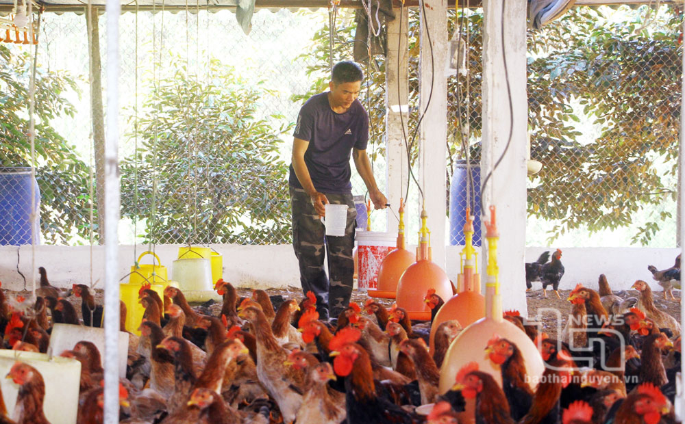 Nuôi gà bằng dược liệu: Hướng đi mới nhiều triển vọng
