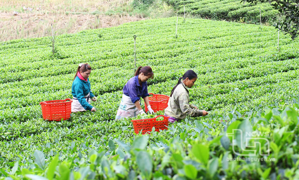 Đồng Hỷ: Nâng tầm nghề chè truyền thống
