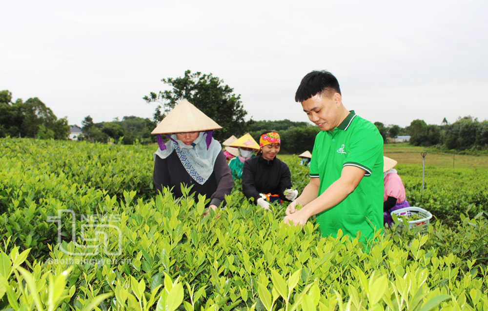 Khởi nghiệp từ cây chè