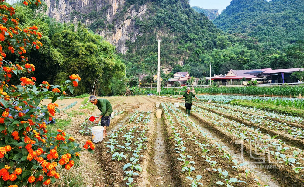 Định Hóa: Khai thác hiệu quả sản xuất vụ đông