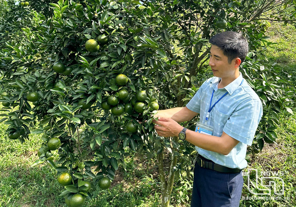 Khuổi Mèo, mùa cam trĩu cành