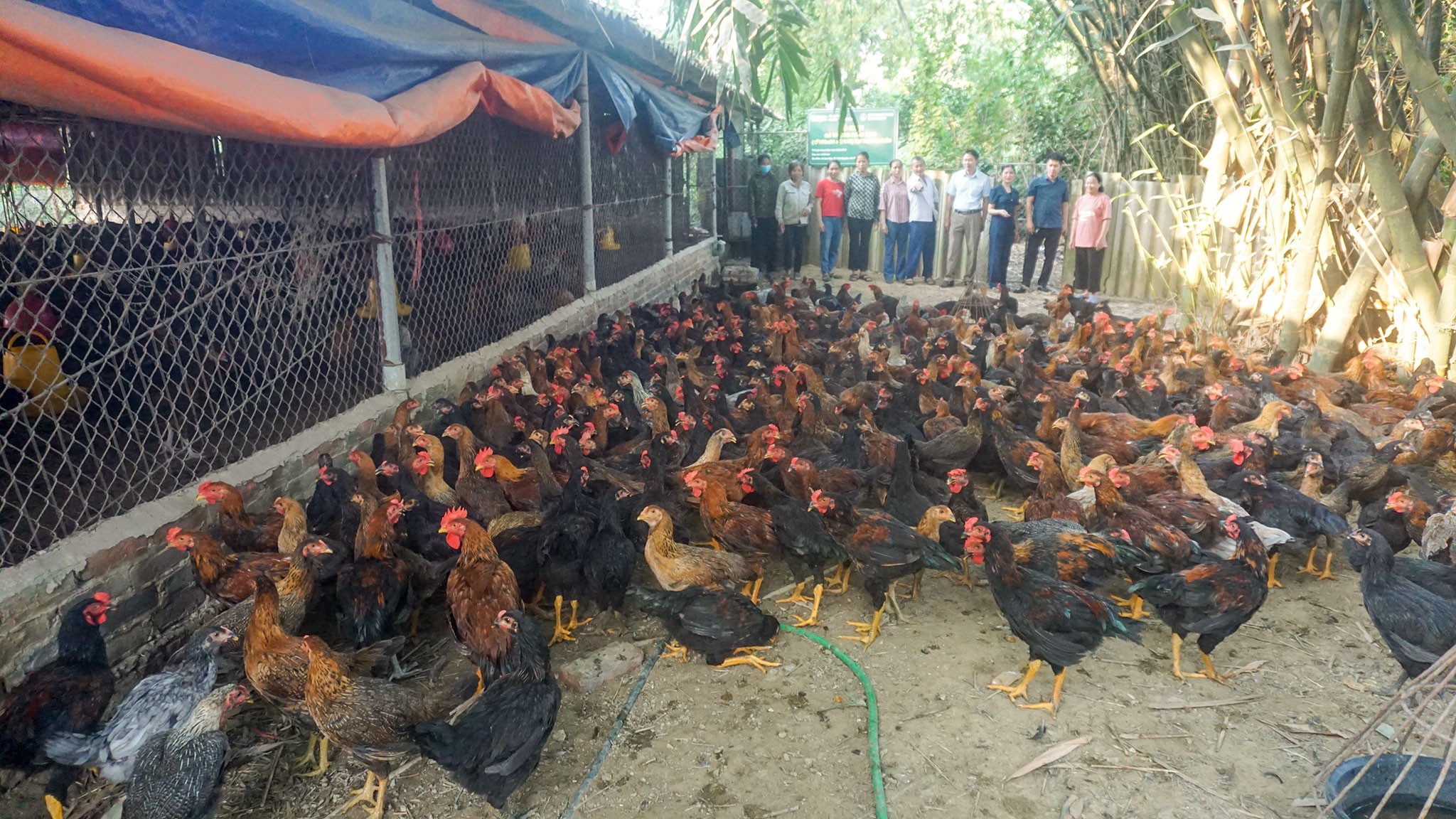 Thái Nguyên: 1.200 trang trại, cơ sở chăn nuôi an toàn