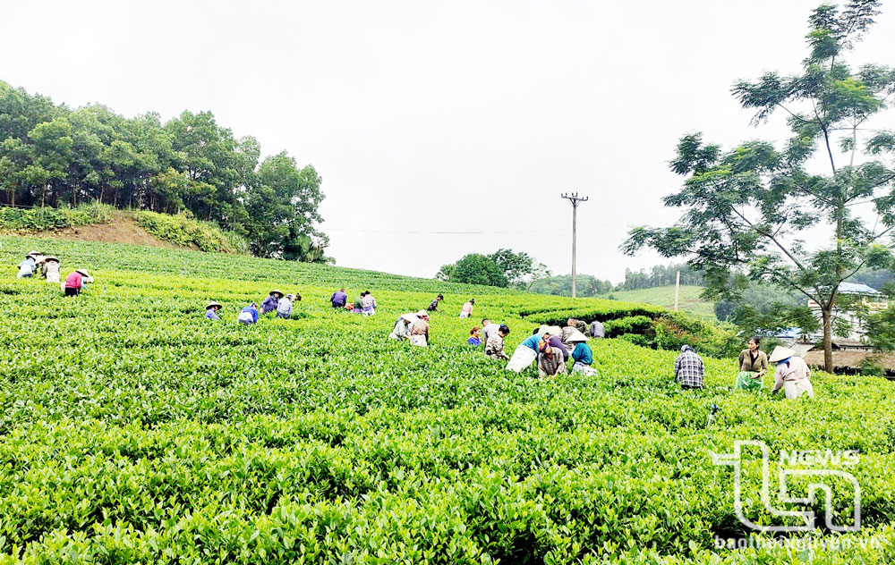 Sản xuất chè VietGAP ở Bình Thành: Hiệu quả bước đầu khả quan